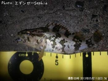 タケノコメバル