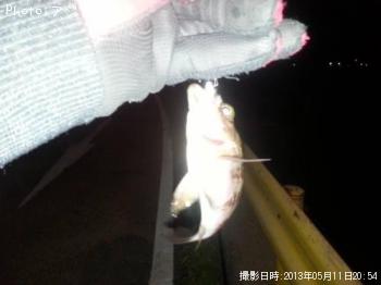 メバル