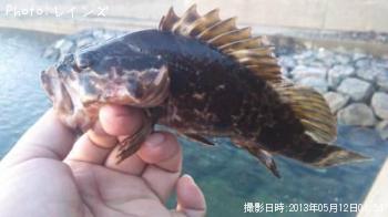 タケノコメバル