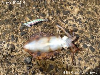 アオリイカ