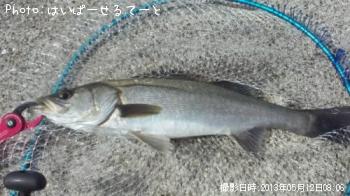 シーバス
