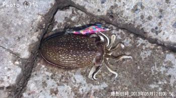䥱