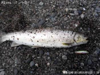 アメマス