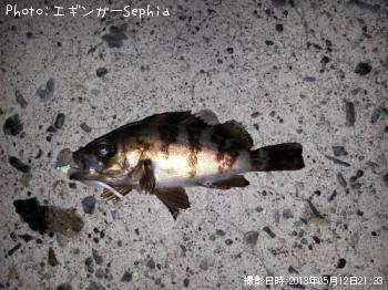メバル