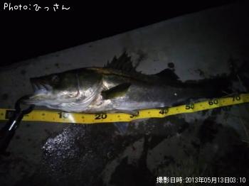 シーバス