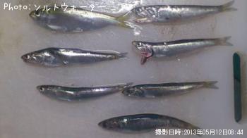 カタクチイワシ