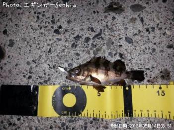 メバル