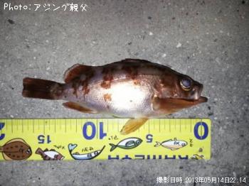 メバル