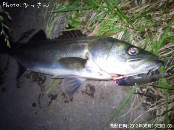 シーバス