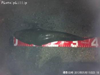 マゴチ