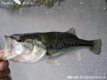 ブラックバス
