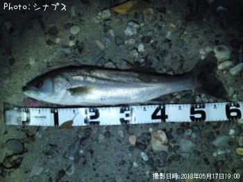 シーバス
