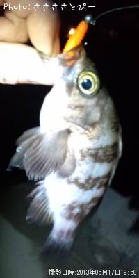メバル