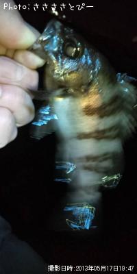 メバル