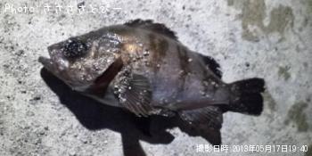 メバル