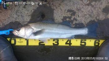 シーバス