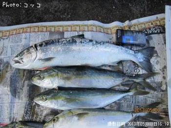 サクラマス