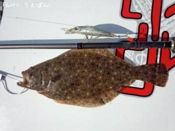 ヒラメ