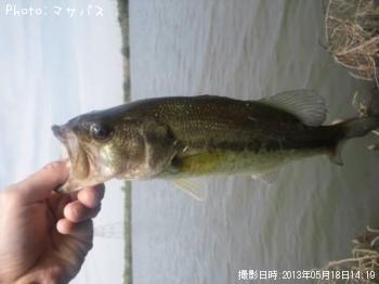 ブラックバス