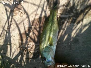ブラックバス