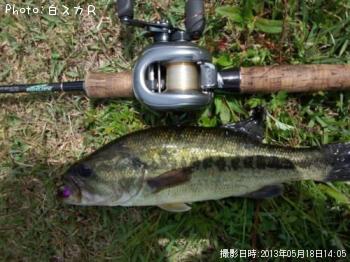 ラージマウスバス
