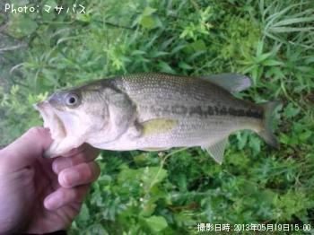 ブラックバス