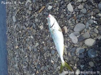 ハマチ