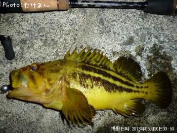 シマソイ