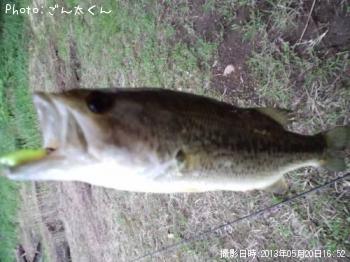 ブラックバス