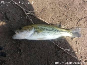 ブラックバス
