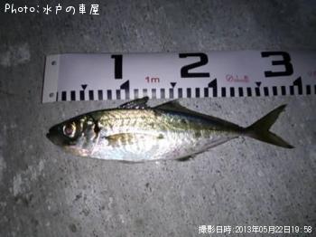 アジ