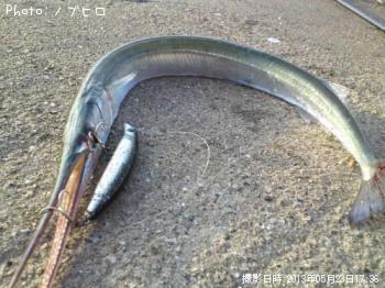 ダツ