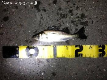 シーバス