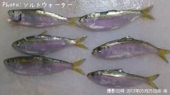 サッパ