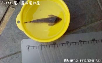 ᥴ