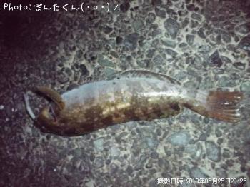 アイナメ