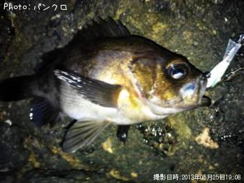 メバル