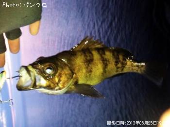 メバル