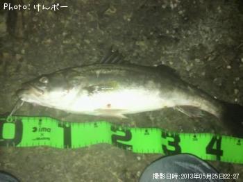 シーバス