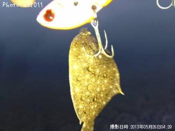 ヒラメ