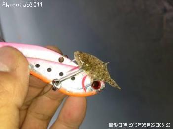ヒラメ