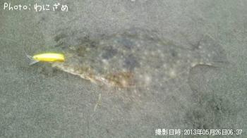 ヒラメ