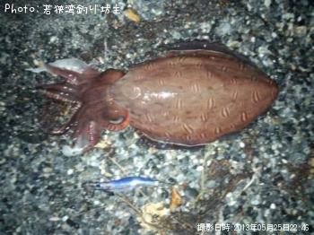 コウイカ