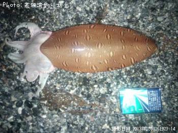コウイカ