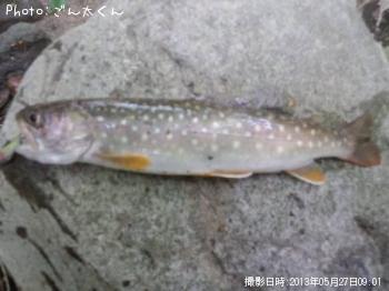 イワナ