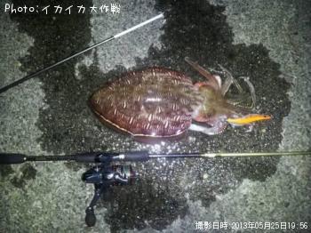 コウイカ