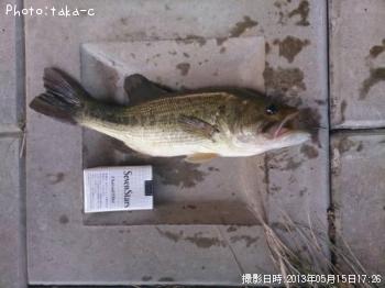 ブラックバス