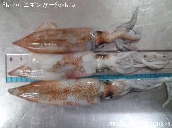 ヒイカ？　ヤリイカ？