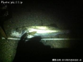 シーバス