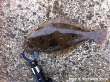 ヒラメ